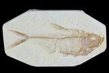 Diplomystus Fossil Fish - Wyoming #81439-1